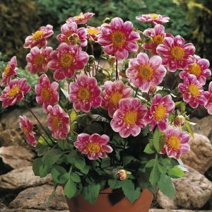 Dahlia Hartenaas