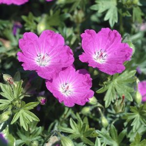 Geranium sanguineum (Elsbeth)