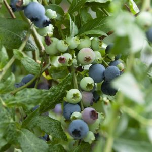 Vaccinium corymbosum(Toro)