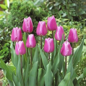 Tulipa Aafke