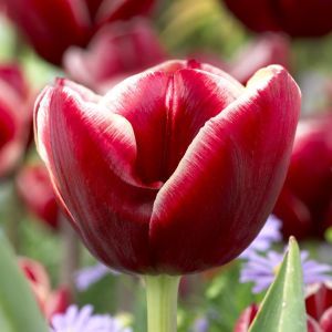 Tulipa Armani
