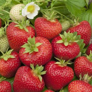 Fragaria x ananassa Elianny (Beltran)