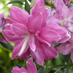 Lotus Wonder