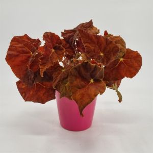 Begonia Autumn Ember