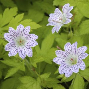 Geranium Versicolor