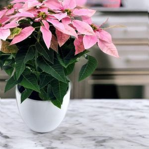 Euphorbia Princetta light pink