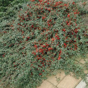 Cotoneaster dammeri v2