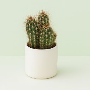 Cactus Pringlei 10 cm Studio Studio