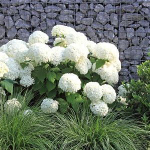 Hydrangea arborescens Annabelle