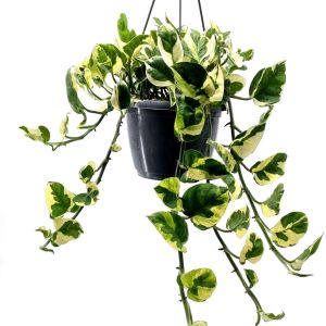 Epipremnum Scindapsus