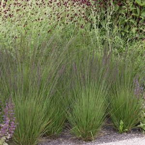 Molinia caerulea Edith Dudszus v2