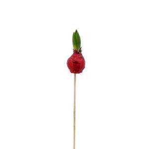 Rode Wax Hyacinth op stock