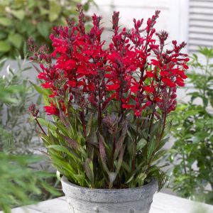 Lobelia fan Scarlet