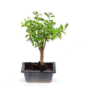 Bonsai bol Malpighia