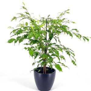 Ficus benjamina Golden Monique v2