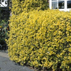 Euonymus fortunei Emerald Haag