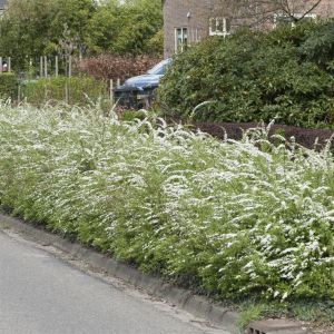 Spirea x cinerea Grefsheim Haag