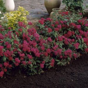 Spiraea japonica Anthony Waterer Haag