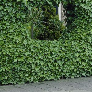 Hedera Green kliming Haag