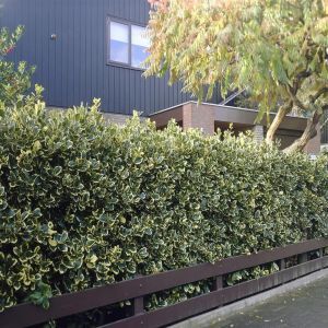 Ilex Altaclierensis Golden King Haag