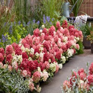 Hortensia groundbreker Ruby