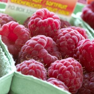 Rubus idaeus (als Tulameen)