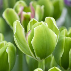Tulipano Triumph Green Power