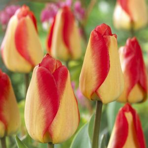 Tulipano 'American Dream'