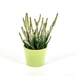 Calluna White