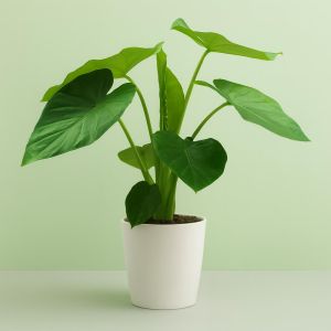 Alocasia macrorrhizos