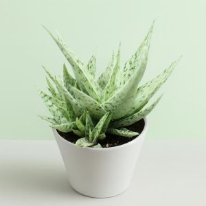 Aloe snowflake Studio