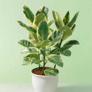 Ficus Elastica (als Tineke)