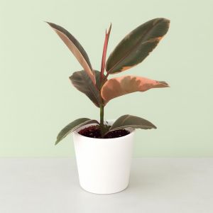 Ficus elastica Belize 12 cm Studio