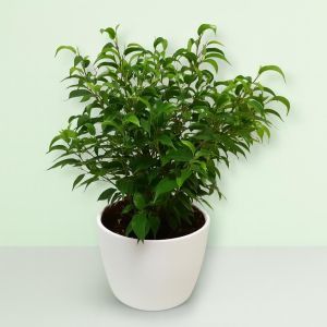 Ficus Natasja 23 cm Schaal Studio