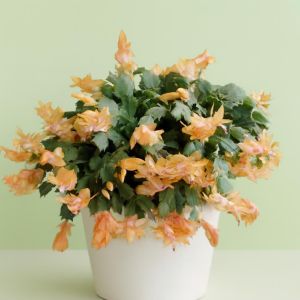 Schlumbergera salmon Studio