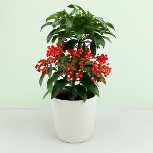 Ardissia red  Studio