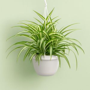 Chlorophytum comosum variegatus