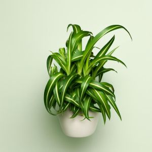 Chlorophytum laxum 'Pacific' Studio Studio