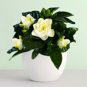 Gardenia with Dida Studio