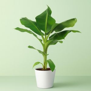 Musa Banana plant on table Studio