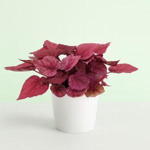 Begonia dark red  Studio