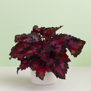 Burgundy Begonia Studio