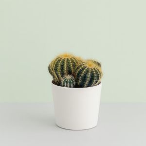 Notocactus magnificus 12cm Studio