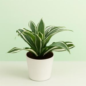 Dracaena White Jewel Studio
