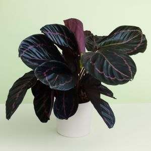 Calathea Dottie