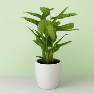 Calathea Leopardina 12 cm Studio