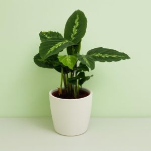 Calathea Maui queen V2 Studio