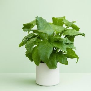 Calathea Network Studio