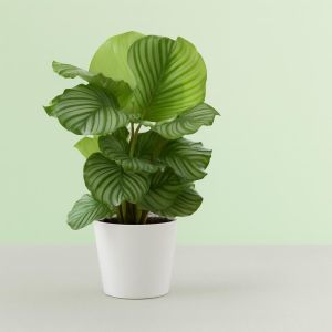 Calathea Orbifolia Studio