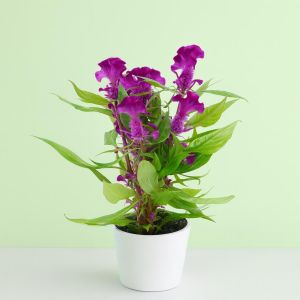 Celosia Purple  Studio